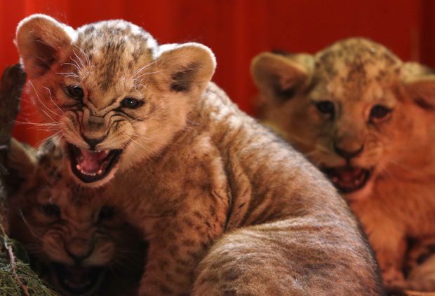 Baby zoo animals